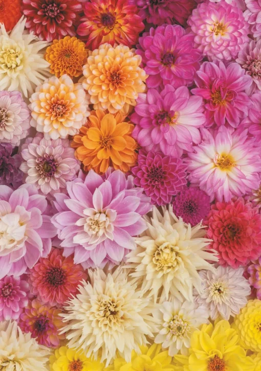 Piatnik - 551840 - Dahlias - 1000 Piece