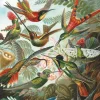 Piatnik - 552847 - Hummingbirds - (Ernst Haeckel) - 1000 Piece