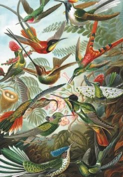 Piatnik - 552847 - Hummingbirds - (Ernst Haeckel) - 1000 Piece