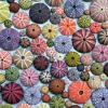 Piatnik - 548840 - Sea Urchins - 1000 Piece