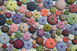 Piatnik - 548840 - Sea Urchins - 1000 Piece