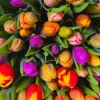 Piatnik - 553943 - Tulips - 1000 Piece