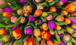 Piatnik - 553943 - Tulips - 1000 Piece