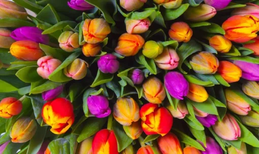 Piatnik - 553943 - Tulips - 1000 Piece