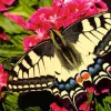 Ravensburger - 1200 1335 - Butterfly - 500 Piece