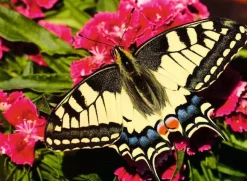 Ravensburger - 1200 1335 - Butterfly - 500 Piece