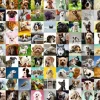 Ravensburger - 16939 - 99 Lovable Dogs - 750 Large Pieces - Easy to See and Hold