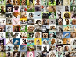 Ravensburger - 16939 - 99 Lovable Dogs - 750 Large Pieces - Easy to See and Hold