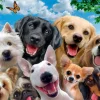 Ravensburger - 13228 - Delighted Dogs (Howard Robinson) - 300 XXL Piece