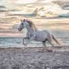 Ravensburger - 16586 - Evening Gallop - 500 Piece