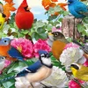 Ravensburger - 14223 - Garden Birds (Howard Robinson) - 500 Piece