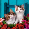 Ravensburger - 16993 - Kittens and Roses - 500 XL Piece