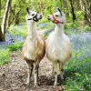 Ravensburger - 12941 - LLama Love - 100 XXL Piece