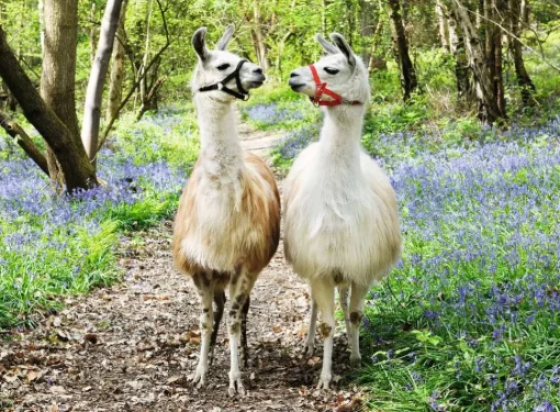 Ravensburger - 12941 - LLama Love - 100 XXL Piece