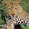Ravensburger - 13345 - Lounging Leopard - 100 XXL Piece