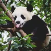 Ravensburger - 16989 - Panda Bear - 500 Piece