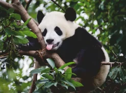 Ravensburger - 16989 - Panda Bear - 500 Piece