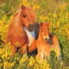 Ravensburger - 13283 - Shetland Ponies - 100 XXL Piece
