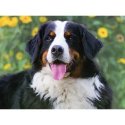 Sawley Fine Arts - JP002 - Bernese Mountain Dog - 1000 Piece