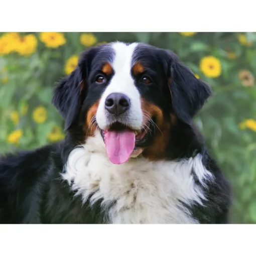 Sawley Fine Arts - JP002 - Bernese Mountain Dog - 1000 Piece