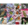 Sawley Fine Arts - JP007 - British Garden Birds - 1000 Piece