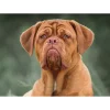 Sawley Fine Arts - JP003 - Dogue De Bordeaux - 1000 Piece