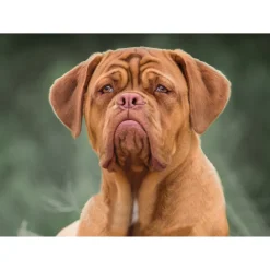 Sawley Fine Arts - JP003 - Dogue De Bordeaux - 1000 Piece