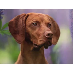 Sawley Fine Arts - JP004 - Hungarian Vizsla - 1000 Piece