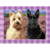 Sawley Fine Arts - JP025 - Westie and Scottie - 1000 Piece