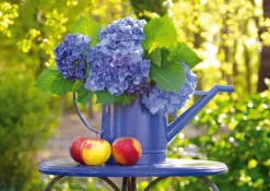 Schmidt - 58283 - Watering Can with Hortensia - 500 Piece