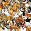 Sunsout - 35211 - A Bundle of Bunnies (Lori Schory) - 1000 Piece