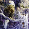 Sunsout - 56082 - Eagle`s Rest (Tom Antonishak) - 500 Piece