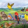 Sunsout - 71055 - Eastern Birds USA (Chris Vest) - 500 Piece Panoramic