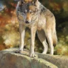 Sunsout - 62498 - Stare Down (Bonnie Marris) - 1000 Piece