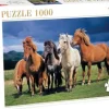 Tactic - 53929 - Camargue Horses - 1000 Piece