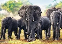 Trefl - 10442 - African Elephants - 1000 Piece