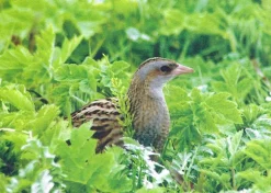 Wentworth - B17 - Corncrake - 140piece (Wooden)