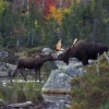 White Mountain - 376 - Kissing Moose - 1000piece