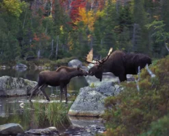 White Mountain - 376 - Kissing Moose - 1000piece