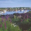 White Mountain - 462 - Lobster Cove - 1000piece
