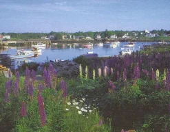 White Mountain - 462 - Lobster Cove - 1000piece