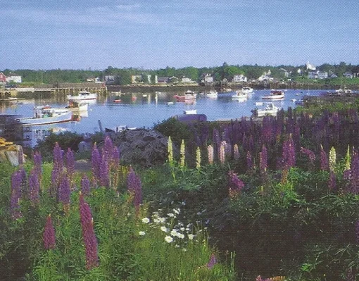White Mountain - 462 - Lobster Cove - 1000piece